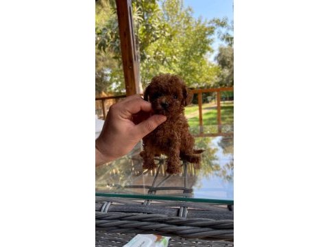 Sağlık ve ırk garantili tea cup poodle yavrularımız 