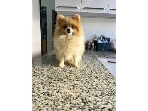 10 aylık pomeranian erkek