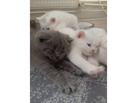 Yavru british longhair