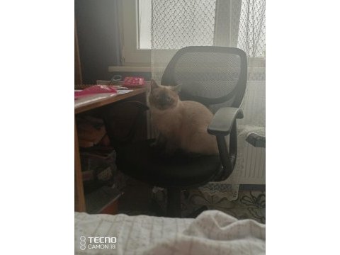 Kediler arası kavga şiddetli geçimsizlik nedeni ile