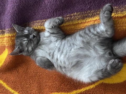 British shorthair silver tabby kızımı sahiplendiriyoruz