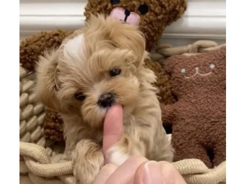 Maltipoo kore ufak surat yapısı en küçük boy yavrular