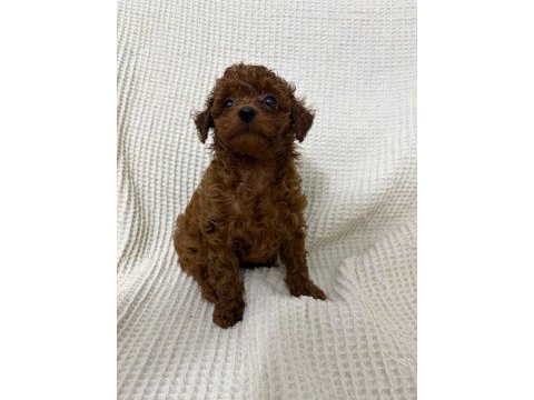 Red brown poodle