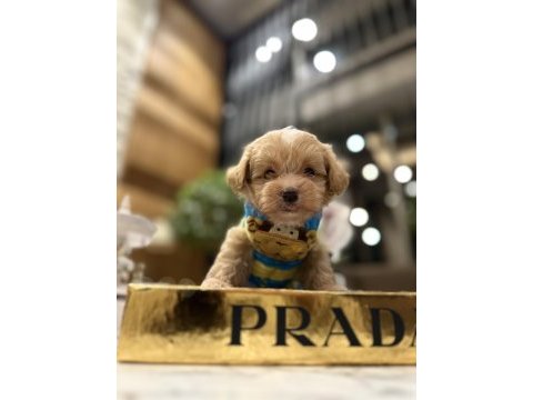 O dil hep dışarıda muhteşem surat maltipoo oğlum rico