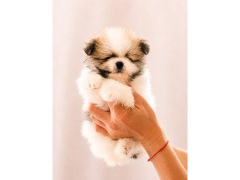 Pomeranian boo teacup garantili