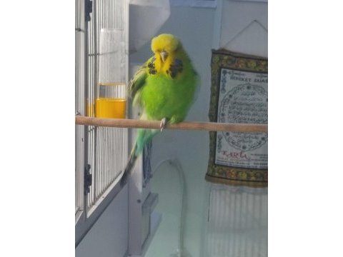 Şov jumbo takım olarak muhabbet kuşu