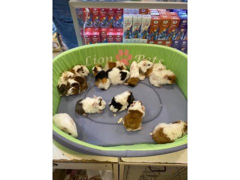 Sevimli ve enerjik guinea pig yavrularla siz de tanışın!