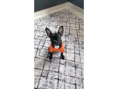 Akıllı ve uysal french bulldog