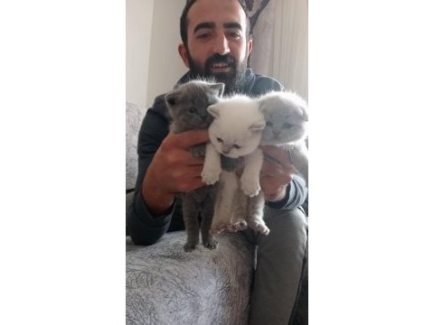 Orjinal oyuncu scottish fold bebekler sizleri bekliyor