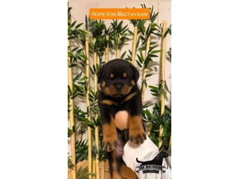 A şecereli rottweiler grand türkiye şampiyonunun yavruları