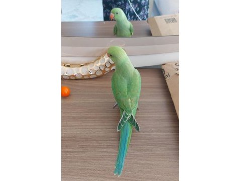 El besleme bebek pakistan papağanı