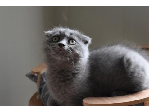 Show kalite scottish fold gri yavrumuz