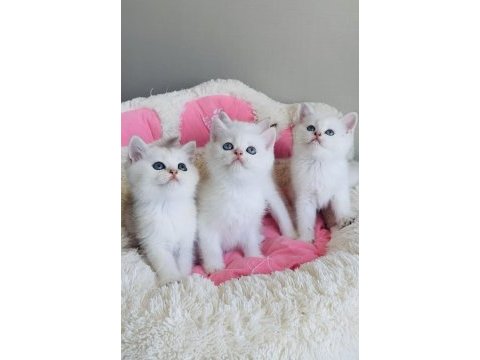 Maviş ns1133 british shorthair bebeklerim 