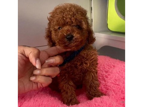 Show kalite red brown toy poodle yavrularımız