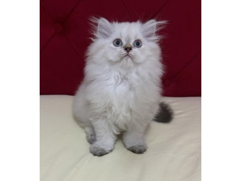 Aşılı ve karneli safkan british longhair erkek yavru