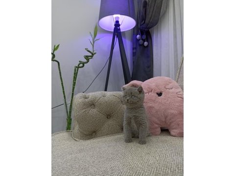 İri gözlü oyuncu yavru british shorthair