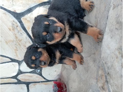 Erkek dişi rottweiler yavrular