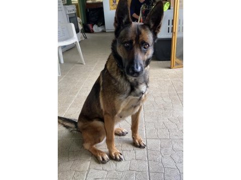 Safkan şecereli a class belçika malinois