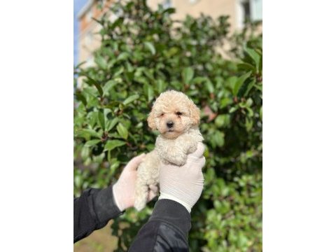 Maltipoo yavrum ırk ve sağlık garantilidir