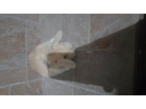 Hollanda lop tavşanı