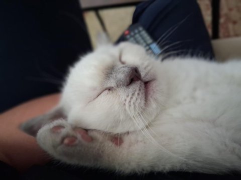 British shorthair blue point dişi