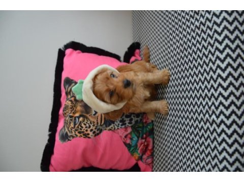 Ev doğumu maltipoo bebi̇şleri̇m yeni yuvasını arıyor