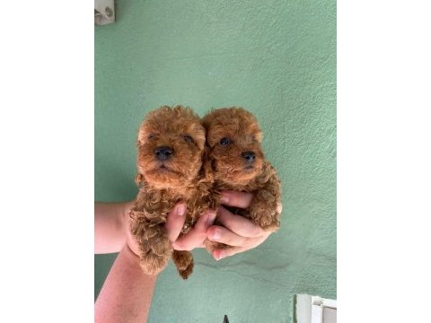 Irk ve sağlık garantili toy poodle yavrularım