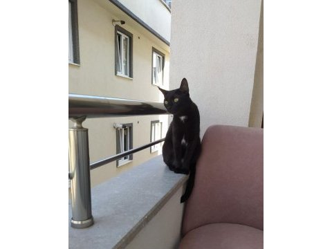 Bombay kedisi bella yeni yuvasını arıyor