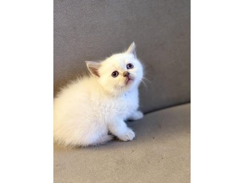 British shorthair yavrularımız