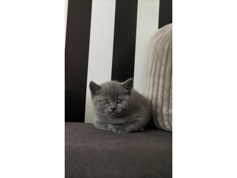 British shorthair eğitimli yavrular teslime hazır