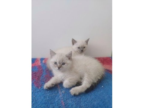 Blue point british shorthair bebekler teslime hazır