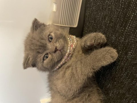 Minnoş scottish fold prenses