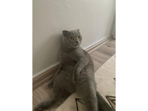 İş sebebiyle sahiplendirilecek scottish fold