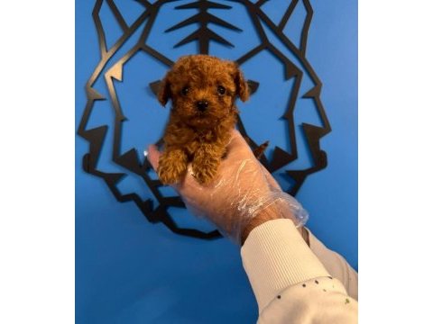 Irk garantili red toy poodle yavrularımız