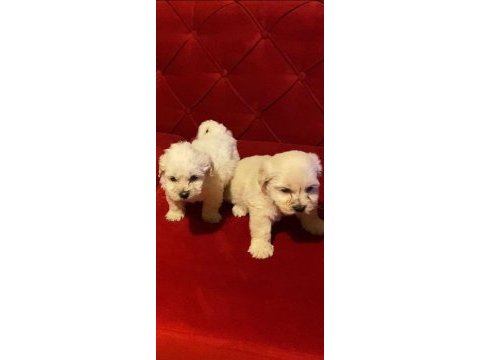 Ev doğumu maltipoo yavrularımız 