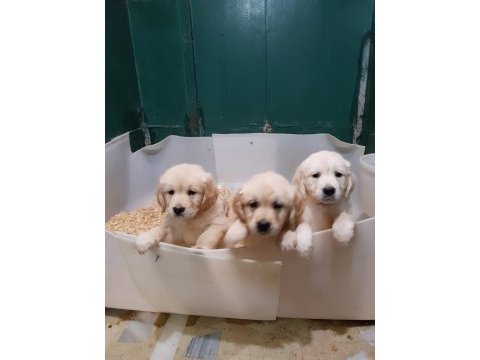Bebek yüzlü bebek gibi golden retriever