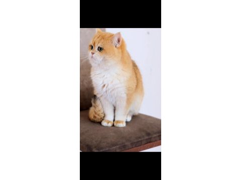 British shorthair full şecereli