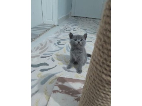 Yeni yuvasına hazır kediler