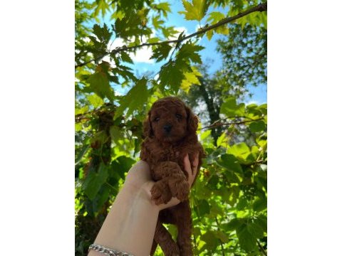 Kore ve toy poodle yavruları