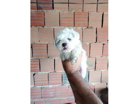 Kar beyaz maltipoo yavrular