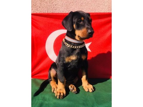 Harika anatomi üst kalite doberman yavrular
