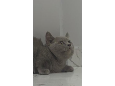Lilac-golden-blue-golden tabby munchkin kedileri özel