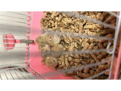 Gonzales hamster tüm renkler mevcut sağlıklı