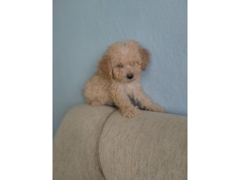 Toy poodle yavrular