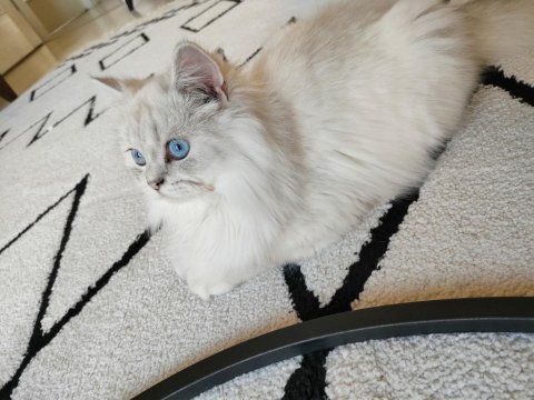 Safkan ırk british longhair erkek 1 yaşında
