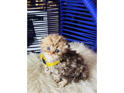 Scottish fold longhair golden tabby