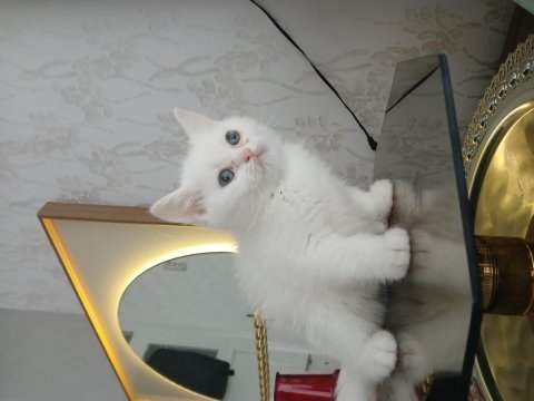 Kar beyaz british shorthair yavrumuz
