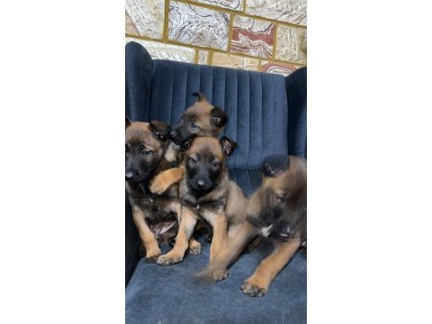 Sağlık ve ırk garanti belçika kurdu yavruları