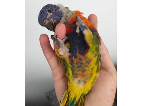 Renk cümbüşü bebek gökkuşağı lori papağanları
