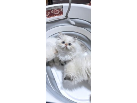 Safkan iran kedisi yavruları